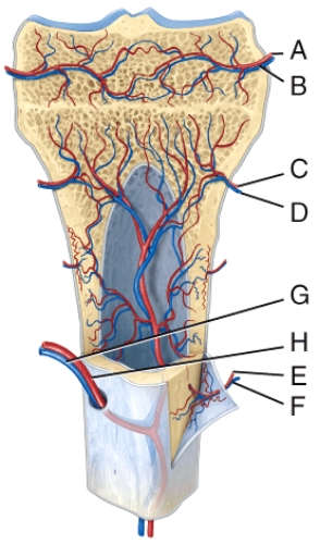 <strong>In the diagram,which is the first blood vessel that enters the bone model in endochondral ossification? </strong> A)D B)E C)F D)G E)H
