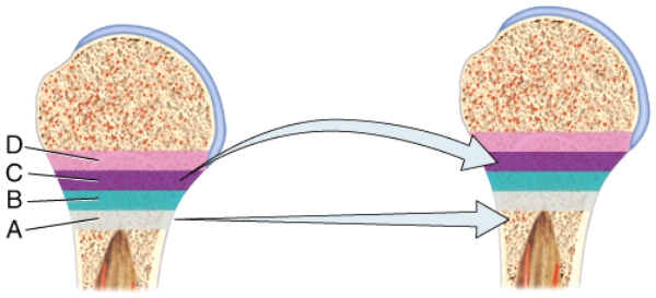 <strong>In the diagram,where do cells lose the ability to divide and increase in size? </strong> A)A B)B C)C D)D