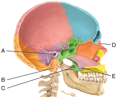 <strong>In the diagram,which is the palatine bone? </strong> A)A B)B C)C D)D E)E