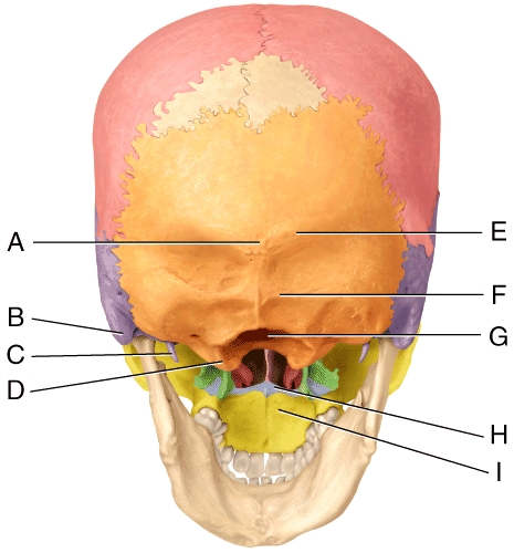 <strong>In the diagram,which is the mastoid process? </strong> A)A B)B C)C D)D E)G