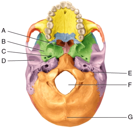 <strong>In the diagram,which is the foramen ovale? </strong> A)C B)D C)E D)F E)G