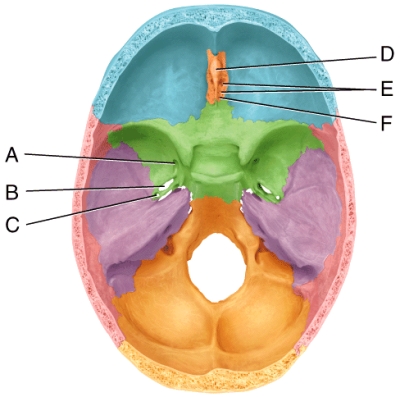<strong>In the diagram,which is the cribriform plate? </strong> A)A B)B C)C D)D E)F