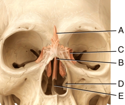 <strong>In the diagram,which is the perpendicular plate of the ethmoid bone? </strong> A)A B)B C)C D)E E)D