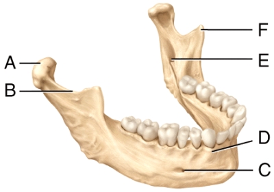 <strong>In the diagram,which is the mental foramen? </strong> A)C B)D C)E D)F E)Not labeled on the diagram.