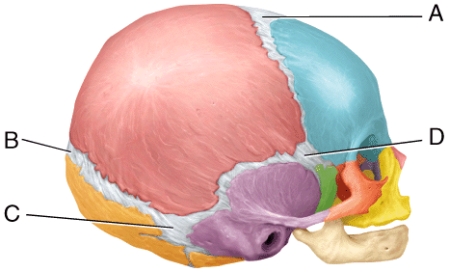 <strong>In the diagram,which fontanel usually closes within 18 to 24 months after birth. </strong> A)A B)B C)C D)D E)Both A and C