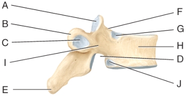 <strong>In the diagram,which part is the vertebral body? </strong> A)C B)D C)H D)I E)J