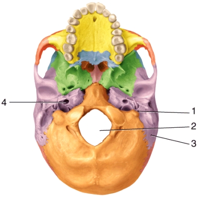 <strong>Which of the following structures passes through the opening labeled 2 in the diagram? </strong> A)internal carotid artery B)mental nerve C)cranial nerve XI (accessory) D)branch of the occipital artery E)cranial nerve VII (facial)