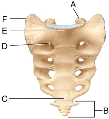 <strong>In the diagram,which structure allows for passage of nerves and blood vessels? </strong> A)B B)C C)D D)E E)F