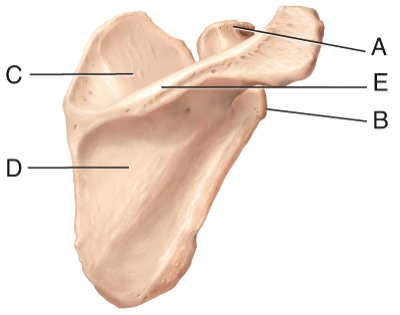 <strong>In the diagram,which of the labeled structures serve as attachment sites for tendons of the shoulder muscles? </strong> A)A,B B)B,C,D C)A,B,C, D)A,B,C,D E)A,C,D,E