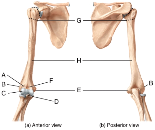 <strong>In the diagram,which is the lateral epicondyle of the humerus? </strong> A)A B)B C)F D)G E)H