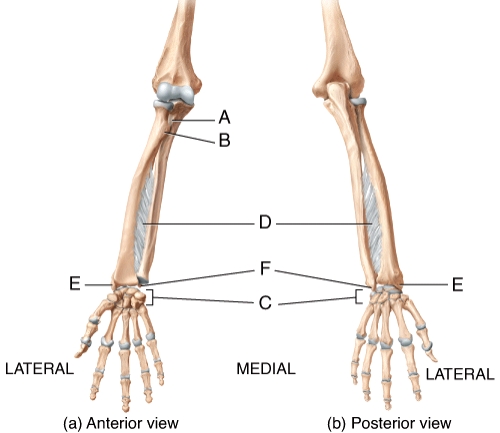 <strong>In the diagram,where is the styloid process of the radius? </strong> A)A B)B C)E D)F E)Not labeled on the diagram.