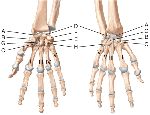 <strong>In the diagram of the wrist and hand,where is the trapezoid bone? </strong> A)A B)B C)C D)D E)E