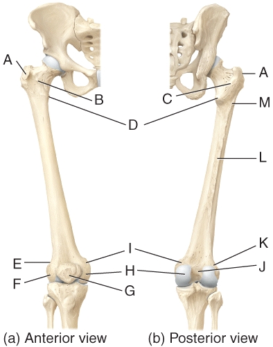<strong>In the diagram,which of the labeled structures on the femur serve as points of attachment for the tendons of thigh and buttocks muscles? </strong> A)A,B B)A,B,C C)A,D D)A,B,M E)D,M,L