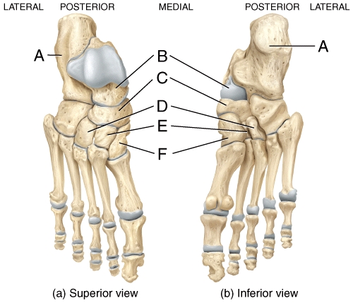<strong>In the diagram,which labeled bone is the only bone of the foot that articulates with the fibula and tibia? </strong> A)A B)B C)C D)D E)E