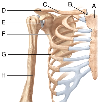 <strong>In the diagram,the pectoral girdle consists of 2 bones labeled _____ and _____. </strong> A)A and B B)A and G C)C and F D)F and H E)E and F