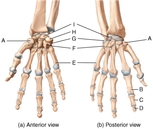 <strong>In the diagram of the hand,which labeled bone is a metacarpal bone? </strong> A)A B)B C)D D)E E)I