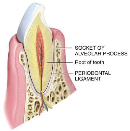 <strong>What is the functional and structural classification of the joint in the picture? </strong> A)synarthrosis and Suture B)synarthrosis and Synostosis C)smphiarthrosis and Symphysis D)smphiarthrosis and Syndesmosis E)synarthrosis and Gomophosis
