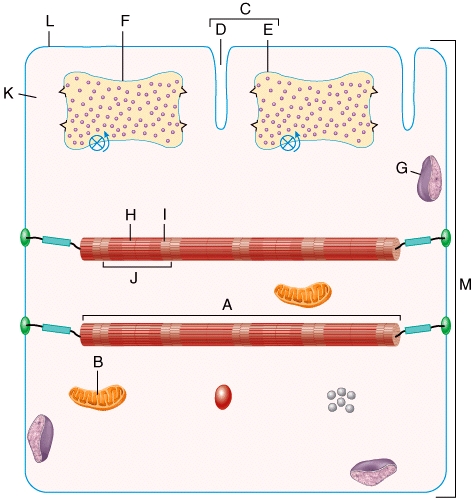 <strong>In the diagram,how do action potentials penetrate the outside of the muscle fiber? . </strong> A)D B)E C)L D)K E)A