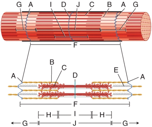 <strong>In the diagram,which structure helps return a stretched sarcomere to its resting length? </strong> A)B B)C C)E D)Both B and C E)All of these choices are correct.