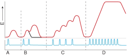 <strong>All of the muscle fibers within the muscle are fully contracted in </strong> A)A B)B C)C D)D