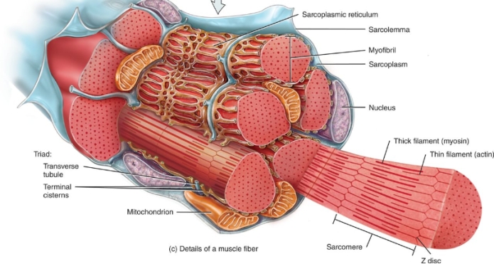 The drug dantrolene inhibits release of calcium into the sarcoplasm.Dantrolene affects the ____ _____.