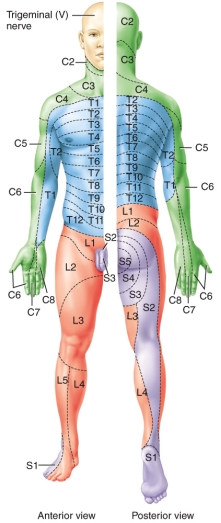 <strong>A child was in a diving accident.When brought into the emergency room,the doctor used sharp and blunt objects to determine if there was any sensation on the bottom of the foot and the lateral aspect of their palm.The child stated they could not feel the stimulus in either area.What nerves were most likely damaged? </strong> A)L3 and C8. B)L5 and C6 C)S2 and T1 D)C7 and L4 E)S1 and C6