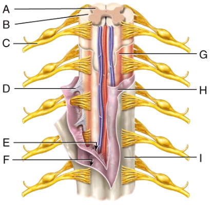 <strong>In this diagram,which layer is the thickest protective covering? </strong> A)E B)F C)G D)H E)I