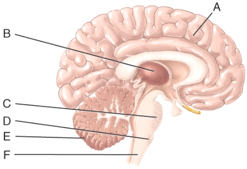 <strong>In this diagram injury to which area would affect sensory impulses reaching the cerebral cortex?  </strong> A)A B)B C)C D)D E)E <div style=padding-top: 35px> 