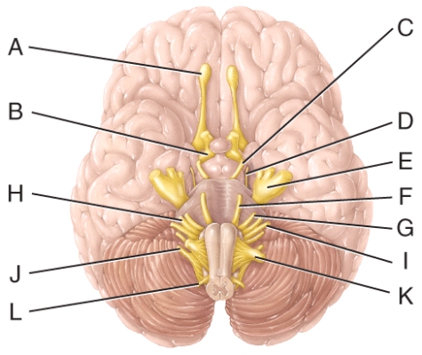<strong>Which cranial nerve in the diagram has a somatic motor function primarily involved in moving the upper eyelid and eyeball and an autonomic function involved in iris muscle contraction?  </strong> A)A B)B C)C D)D E)F <div style=padding-top: 35px> 