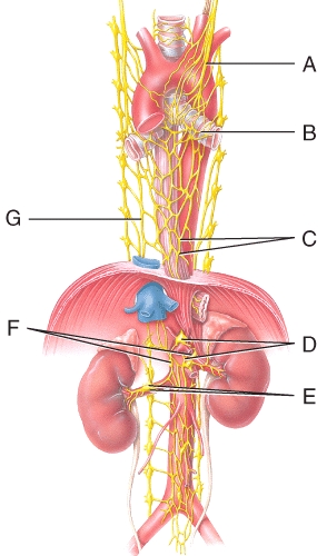 <strong>Which structure carries 80% of the parasympathetic outflow??  </strong> A)A B)C C)D D)F E)G <div style=padding-top: 35px> 