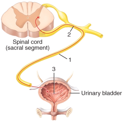 <strong>Where do the structures labeled 1 and 3 in the diagram meet?  </strong> A)paravertebral ganglia B)prevertebral ganglia C)terminal ganglia D)trunk ganglia E)chain ganglia <div style=padding-top: 35px> 