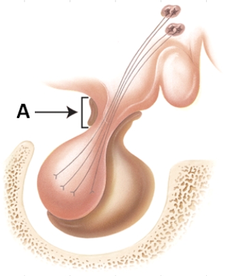 Identify the stalk-like structure labeled A in the diagram.