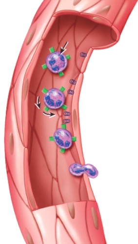 <strong>What is this figure demonstrating? </strong> A)Erythropoiesis B)RBC differentiation C)Emigration D)Clot formation E)Clot retraction
