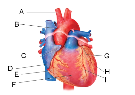 In the diagram,where is the left auricle of the left atrium?