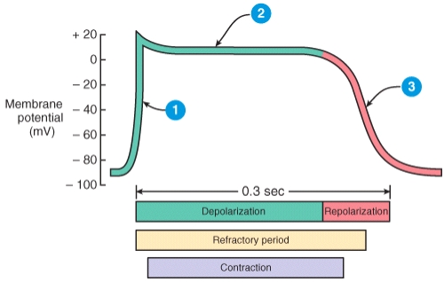 Describe what is happening during the phase of the cardiac action potential labeled 2 in the diagram.  <div style=padding-top: 35px> 