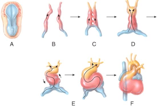 <strong>Which of the labeled steps in the diagram represents formation of the primitive heart tube?  </strong> A)A B)B C)C D)D E)E <div style=padding-top: 35px> 