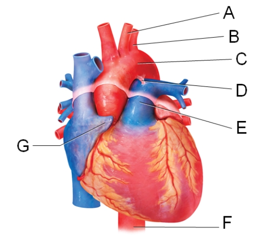 Which labeled structure shown in the diagram is a pouch-like extension that serves to slightly increase the capacity of an atrium?