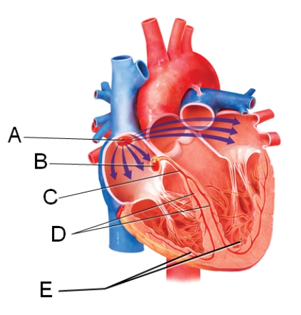 <strong>Which labeled structure in the figure is the AV node?  </strong> A)A B)B C)C D)D E)E <div style=padding-top: 35px> 