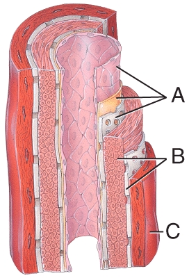<strong>Which of the labeled layers in the diagram of the arterial wall consists mainly of elastic fibers and smooth muscle fibers? </strong> A)A B)B C)C D)A and B E)A,B and C