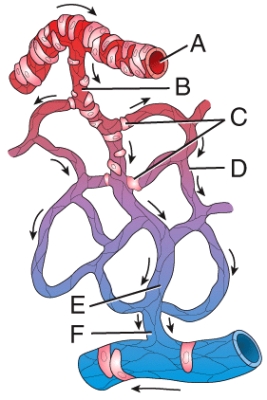 <strong>Which labeled structure in the figure is a metarteriole? </strong> A)A B)B C)D D)F E)E