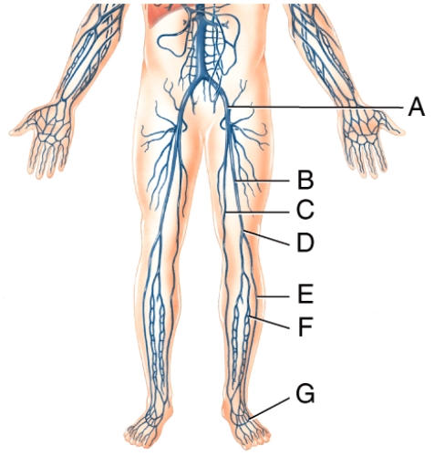 <strong>Which vessel in the figure is labeled F? </strong> A)left femoral vein B)left great saphenous vein C)left popliteal vein D)left anterior tibial vein E)left small saphenous vein