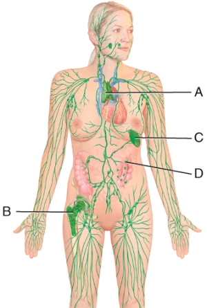 <strong>In the diagram,where do pluripotent stem cell originate? </strong> A)A B)B C)C D)D E)None of these choices