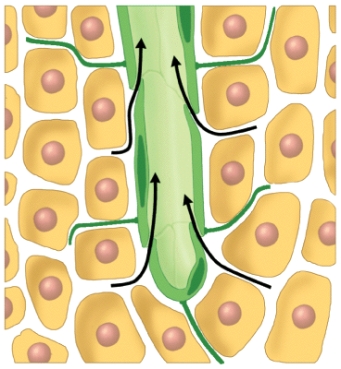 What process does this diagram represent?