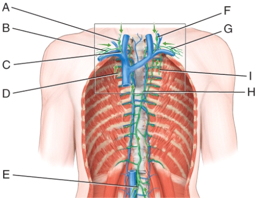 <strong>In the diagram which vessel drains lymph from the upper right side of the body into venous blood at the right subclavianvein. </strong> A)B B)C C)F D)G E)E