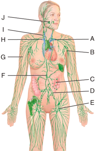 <strong>Which structure in the figure is a lymphatic vessel? </strong> A)B B)C C)D D)J E)G