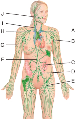 <strong>Which structure in the figure is the cisterna chyli? </strong> A)J B)C C)F D)H E)A
