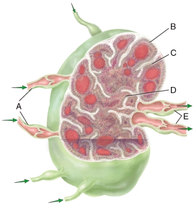 <strong>The structure in this figure would be classified as </strong> A)secondary lymphatic organ B)primary lymphatic organ C)lymphatic nodule D)follicular nodule E)germinal nodule