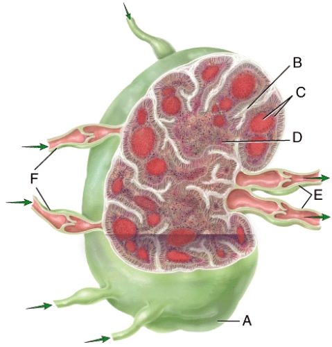 <strong>Plasma cells are located in which area in the figure? </strong> A)A B)B C)C D)D E)None of these choices