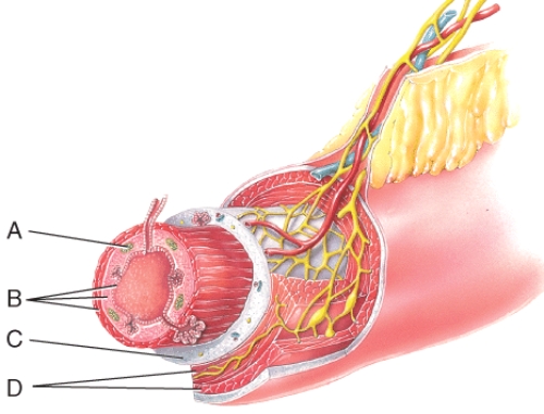 <strong>What is line A pointing to?  </strong> A)Lumen B)MALT C)Mucosa D)Submucosa E)Muscularis <div style=padding-top: 35px> 