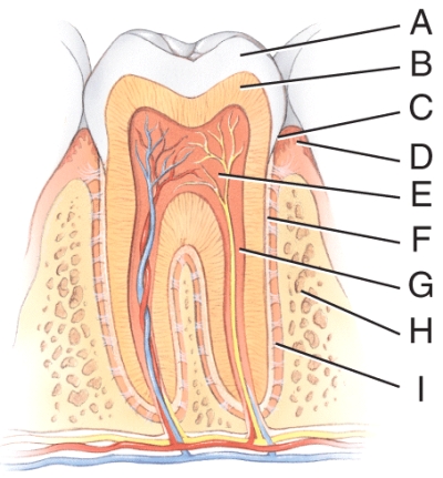 <strong>Which structure has an opening called the apical foramen?  </strong> A)A B)F C)G D)H E)I <div style=padding-top: 35px> 